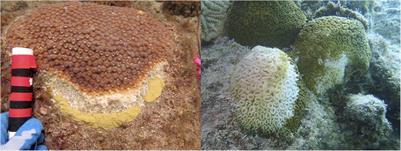 Pathogenesis of a Tissue Loss Disease Affecting Multiple Species of Corals Along the Florida Reef Tract